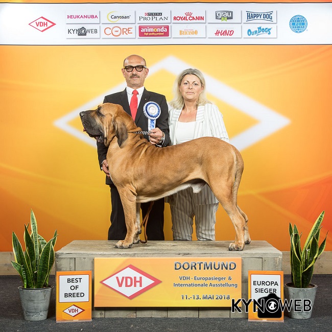 BEST_OF_BREED_3418_EUROPASIEGER_2018_Kynoweb-20180513-15-08-52-KY3_7843