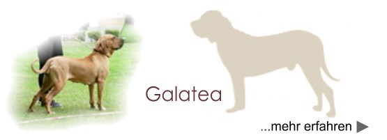 Galatea